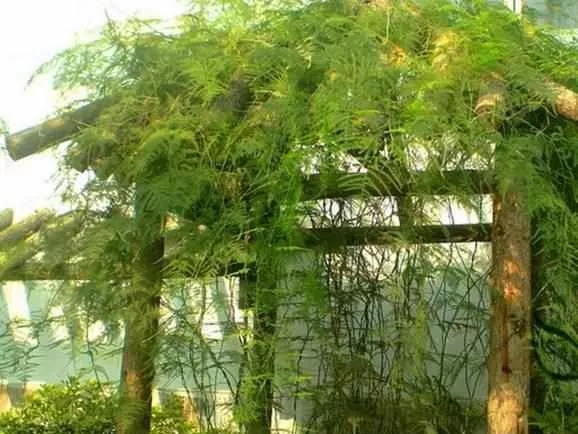 这5种绿植盆栽可以养成树，瀑布一般的阳台花园