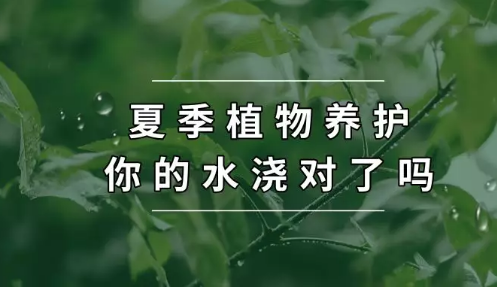 夏季植物养护，你的水浇对了吗？